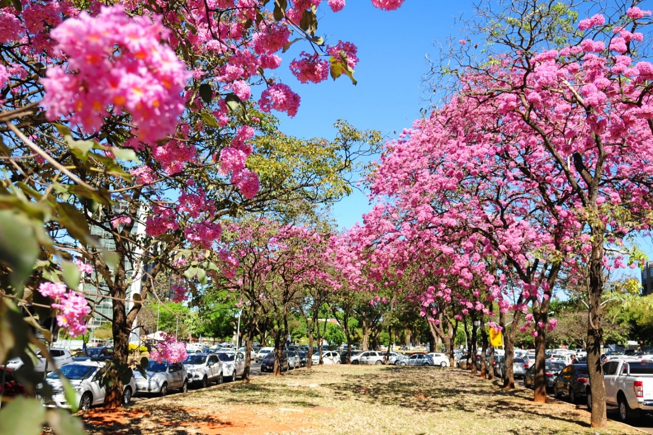 Tipos de ipê rosa florido com flores delicadas em tons rosados — paisagismo urbano