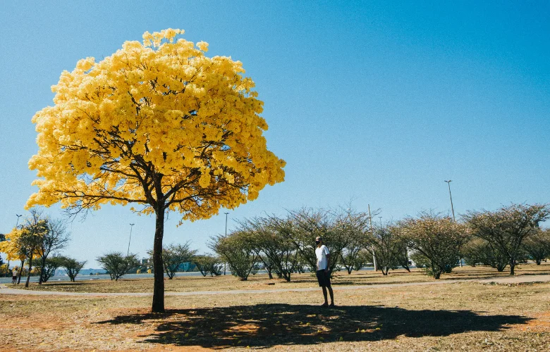 Como plantar ipê amarelo no chão — árvore adulta em calçada com flores caídas formando tapete dourado
