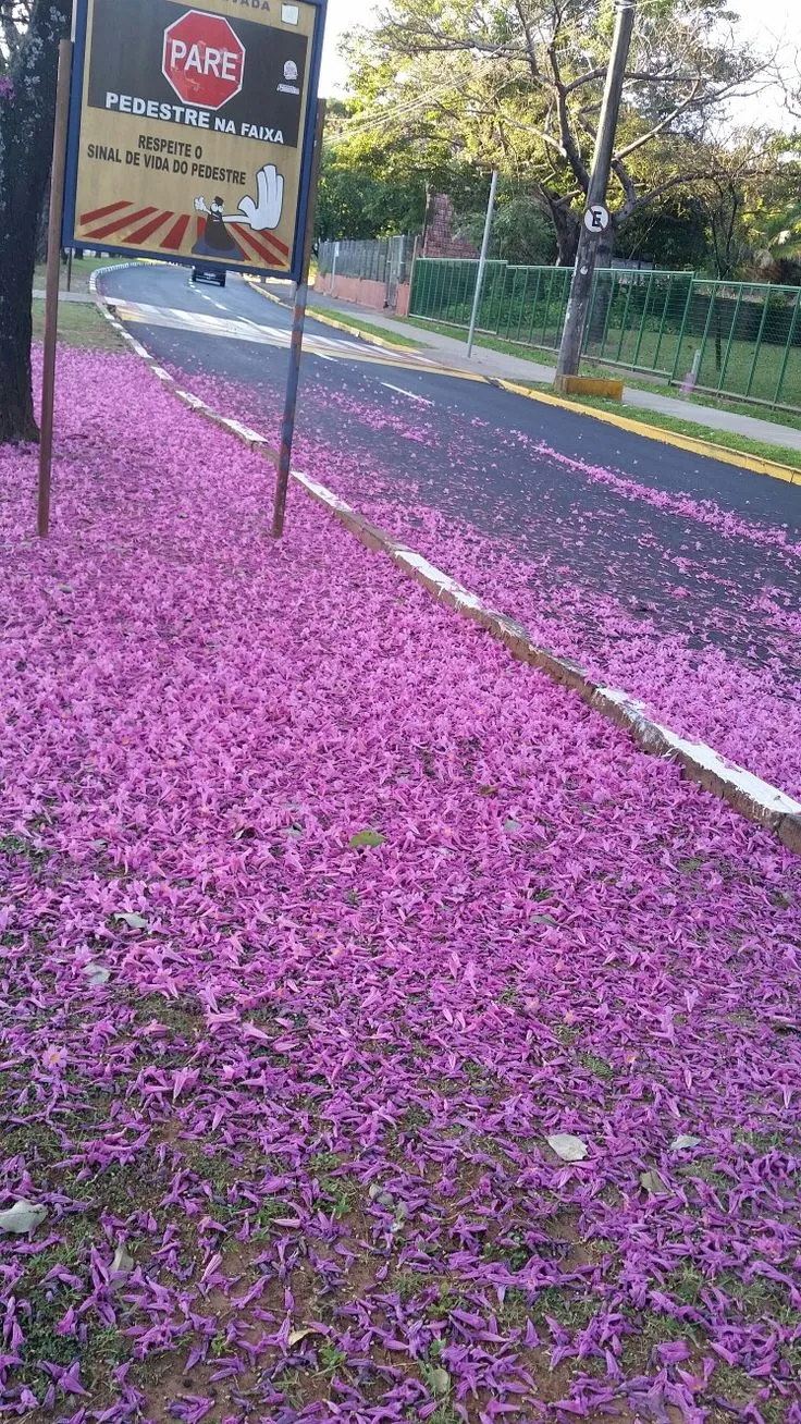 Ipê roxo no paisagismo urbano — tapete de flores roxas caídas em calçada brasileira