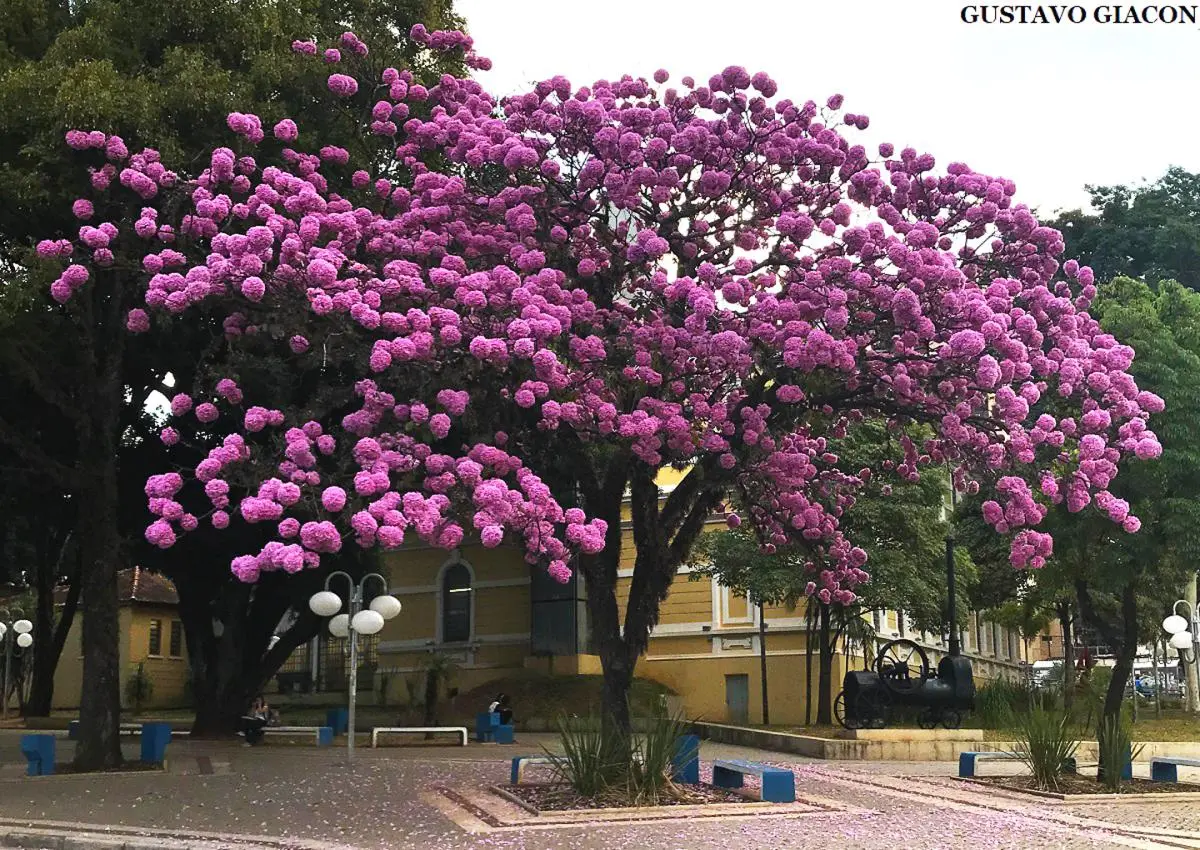 Ipê Roxo: Como Plantar, Cuidar e Usar no Paisagismo - Mais Floresta