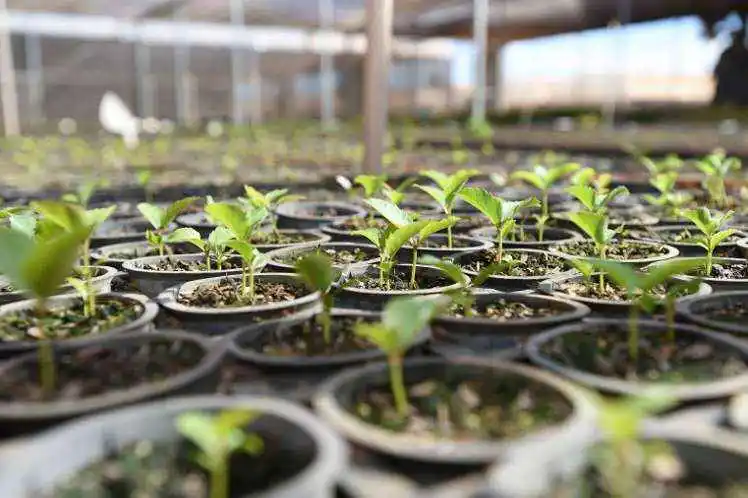 Como plantar ipê amarelo — sementes sendo plantadas em substrato em vaso