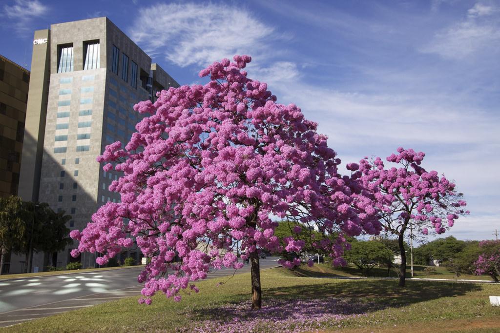 Tipos de ipê roxo florido em avenida urbana — Handroanthus heptaphyllus