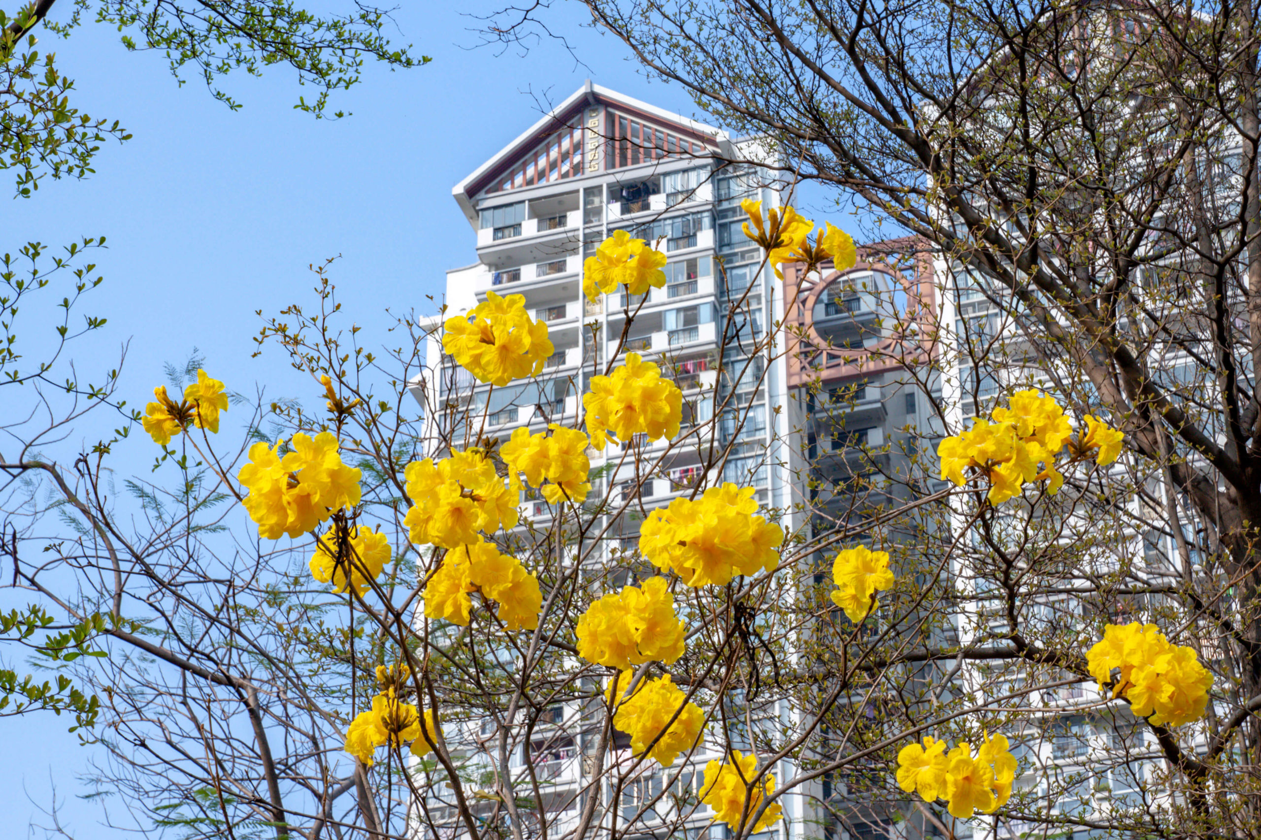 Tipos de ipê amarelo florido com flores douradas — espécie Handroanthus chrysotrichus